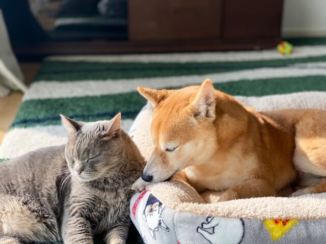 猫と犬