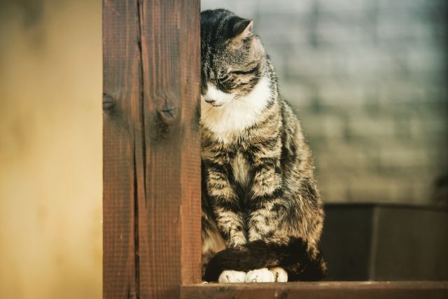 東京のペットクリニック「目黒動物医療センター」がネコちゃんに多い腎臓病を解説