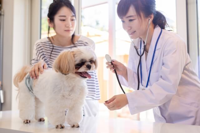 犬を診察する医者と飼い主