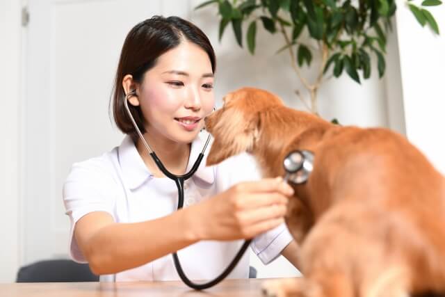 犬を診察する医者