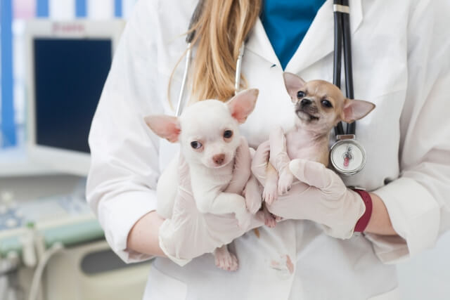 2匹の犬をかかえる医者