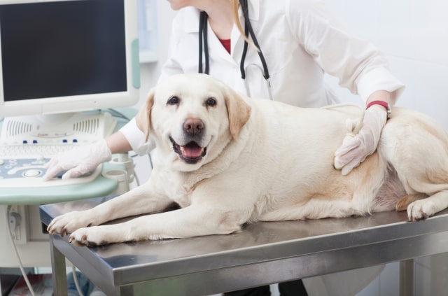 【五反田の動物病院】一般的な健康診断内容